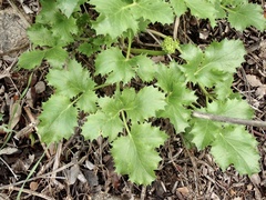Tauschia arguta