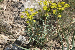 Euphorbia nicaeensis