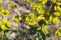 Euphorbia nicaeensis