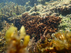 Cladiella