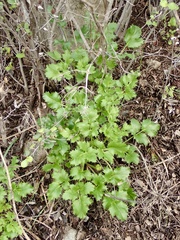 Tauschia arguta