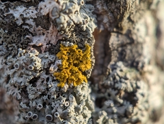 Xanthomendoza weberi