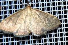 Anania fuscalis