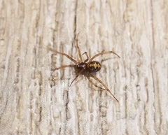 Steatoda triangulosa