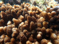 Cladiella