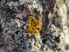 Xanthomendoza weberi