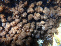 Cladiella