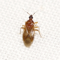 Amphiareus obscuriceps