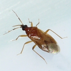 Amphiareus obscuriceps