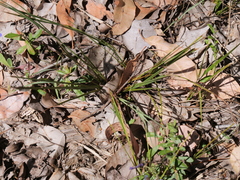 Agrostocrinum hirsutum
