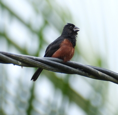 Sporophila angolensis