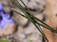 Agrostocrinum hirsutum