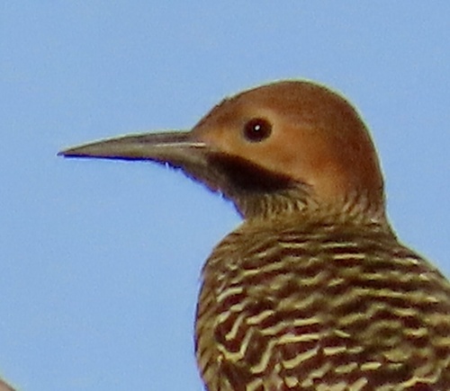 Fernandina's Flicker (Colaptes fernandinae), photo 7