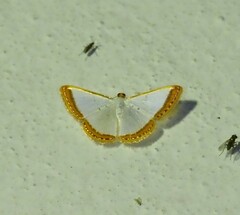 Leuciris fimbriaria
