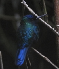 Riccordia bicolor