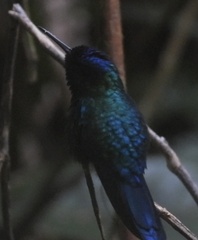 Riccordia bicolor