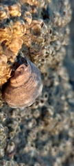 Acanthais brevidentata