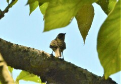 Myiopagis viridicata