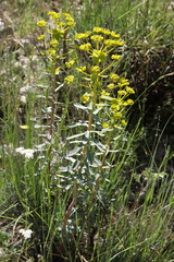Euphorbia nicaeensis
