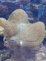 Amplexidiscus fenestrafer