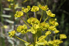 Euphorbia nicaeensis