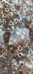 Acanthais brevidentata