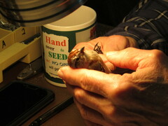 Spizelloides arborea