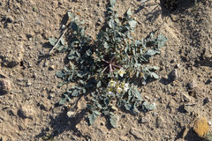 Chylismia claviformis
