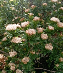 Baccharis sphaerocephala