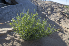 Oligomeris linifolia