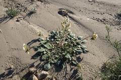 Chylismia claviformis