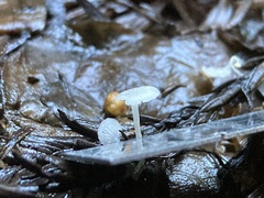 Hemimycena