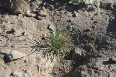 Oligomeris linifolia