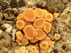 Xanthorioideae