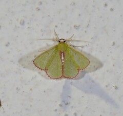 Nemoria lixaria