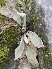 Verbascum thapsus