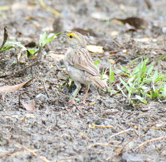 Ammodramus aurifrons