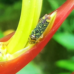 Aulacizes conspersa