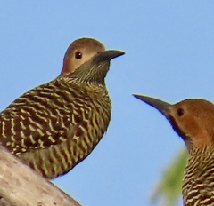 Colaptes fernandinae