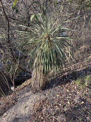 Yucca treculiana