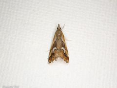 Glaucocharis interrupta