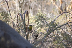 Basileuterus rufifrons
