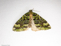 Austrocidaria callichlora