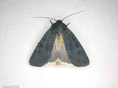 Physetica caerulea