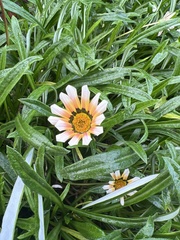 Gazania linearis