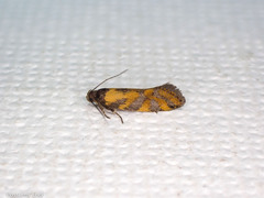 Tingena compsogramma