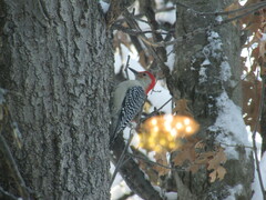 Melanerpes carolinus