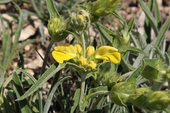 Phlomis lychnitis