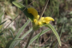 Phlomis lychnitis