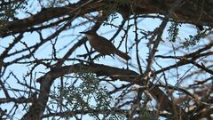 Tarphonomus certhioides